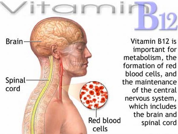 Vitamin B12 có trong thực phẩm nào